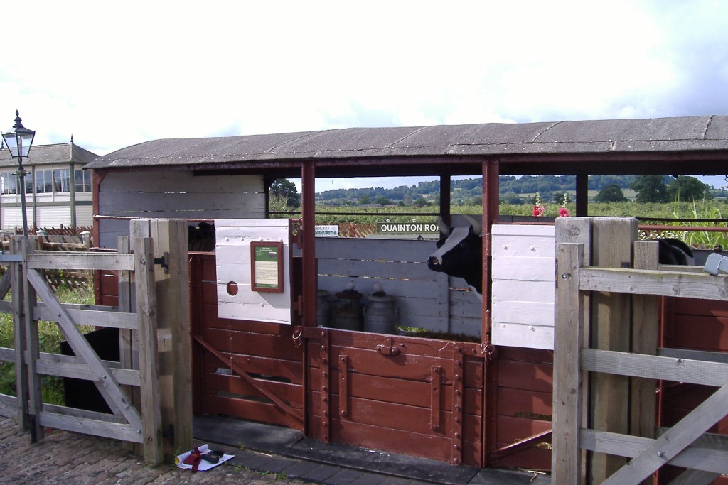 Cattle Wagon in Cattle Dock, with Cow!