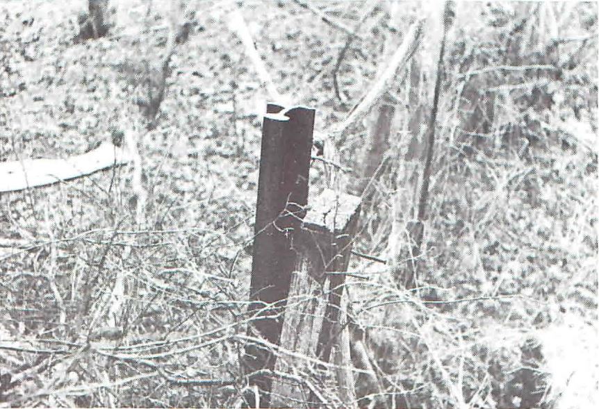 qn_40_05.jpg (150,419 bytes)